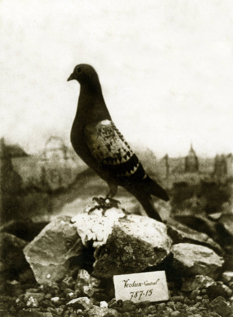 Animaux pendant la Première Guerre mondiale 1914-1918 : Le célèbre pigeon Vaillant - French Photographer