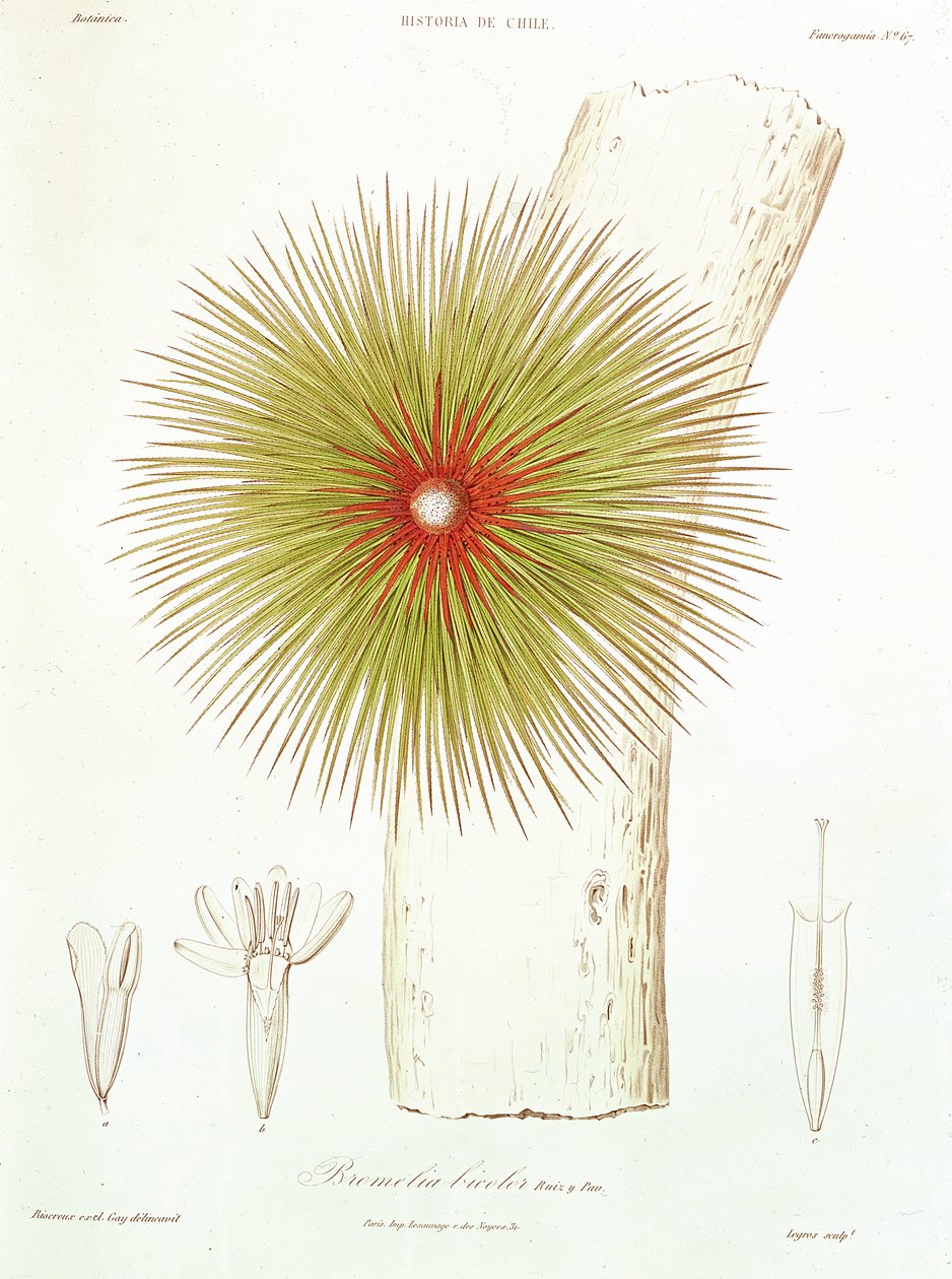 Une Broméliacée trouvée dans les Andes, de 