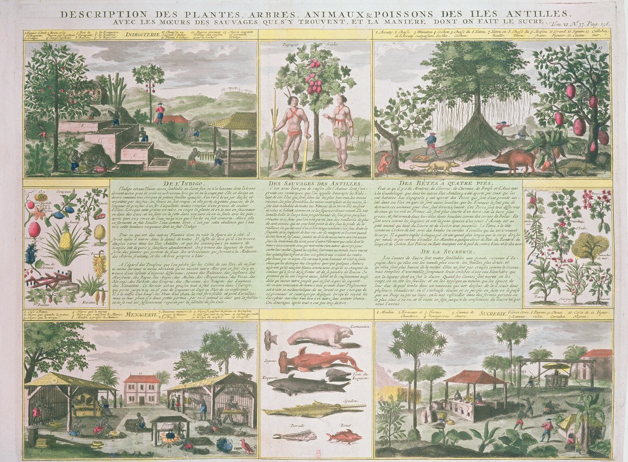 Description des plantes, arbres, animaux et poissons trouvés aux Antilles, illustration de Histoire Générale des Antilles Habitées par les Français Vol. 2 par Jean Baptiste Du Tertre (1610-1687) - French School