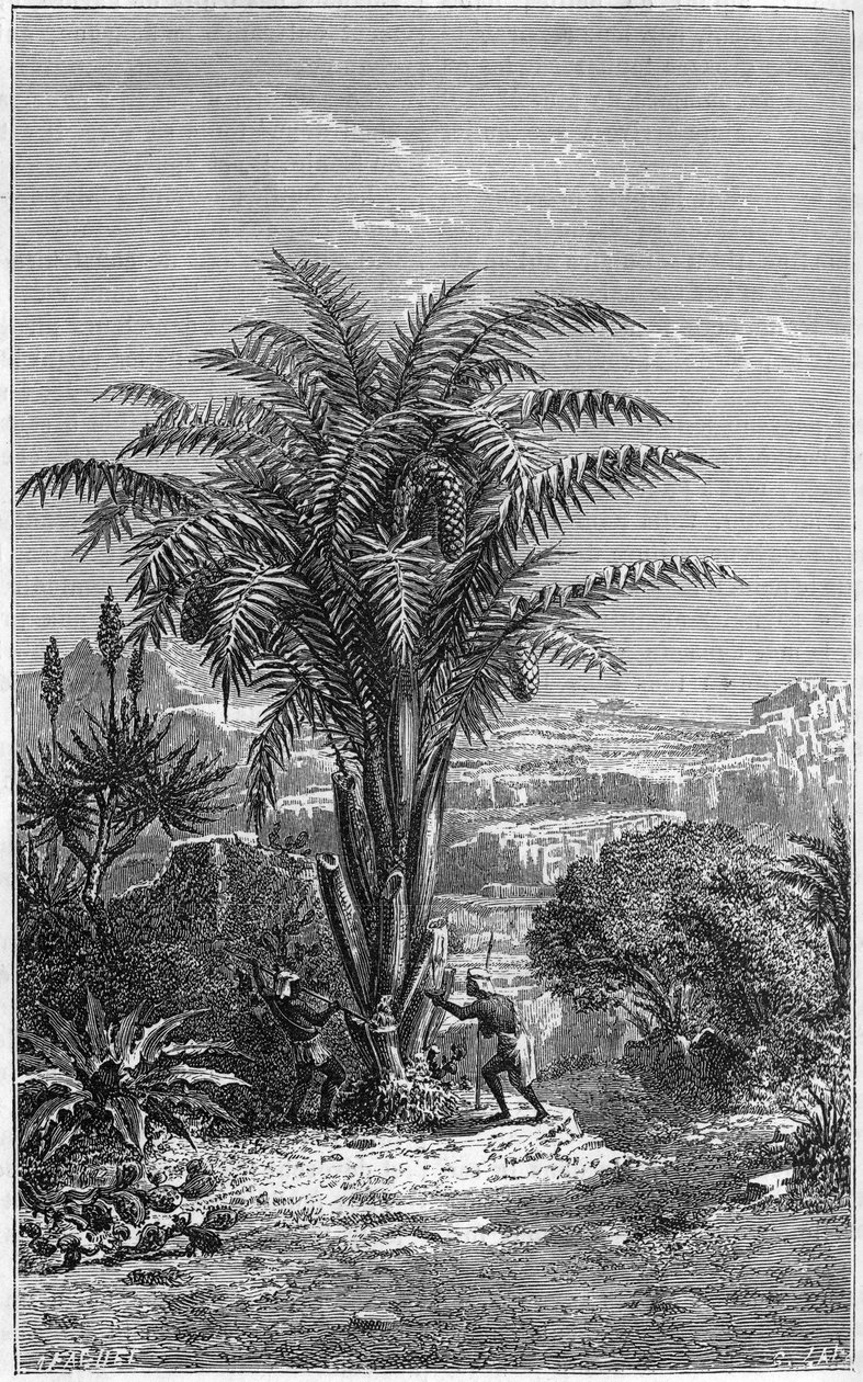 Un Gagouier de Guinée est un palmier de la tribu des calamees. Il est indispensable à la vie car il donne aux Africains du pain et du vin. Gravure dans « Le Journal de la Jeunesse » - French School