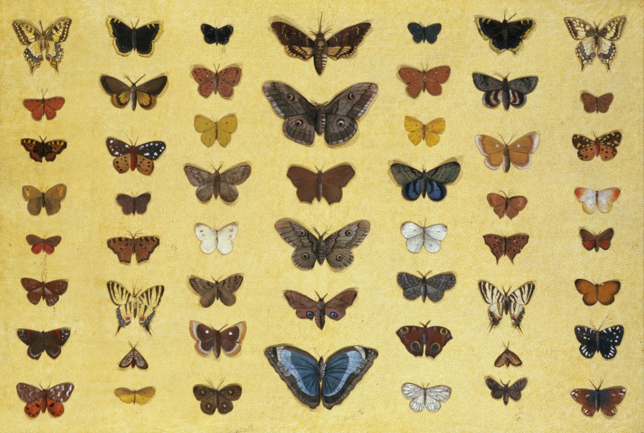Un collage de papillons et de mites, y compris le Camberwell Beauty, le British Swallowtail, le Scarce Swallowtail, le Peacock et le Small Tortoiseshell, c.1830 - French School