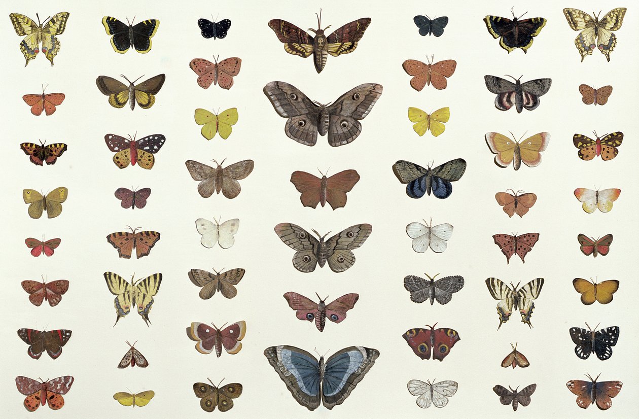 Un collage de papillons et de mites incluant le Camberwell Beauty, le British Swallowtail, le Scarce Swallowtail, le Peacock et le Small Tortoiseshell, c.1830 - French School