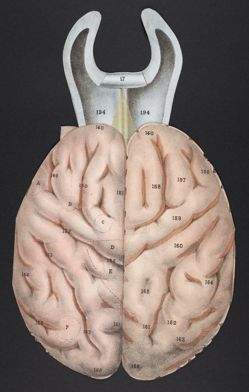 Une section du cerveau, de 'Atlas mobile montrant la structure et les ...