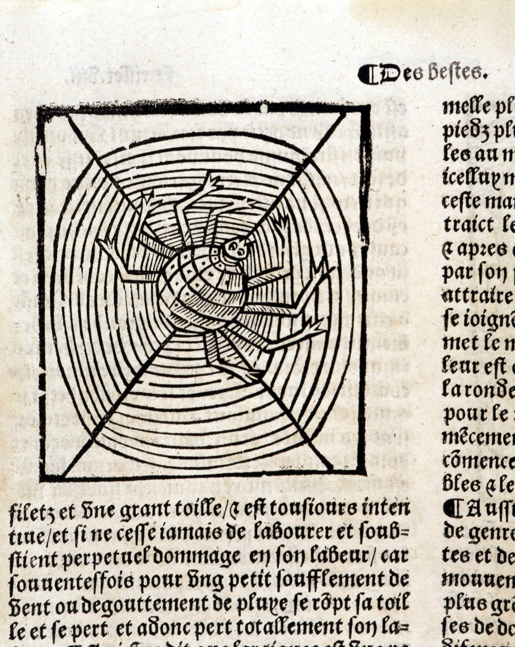 Une araignée dans sa toile dans "Le Jardin de santé traduit du latin en français nouvellement imprimé à Paris" - French School