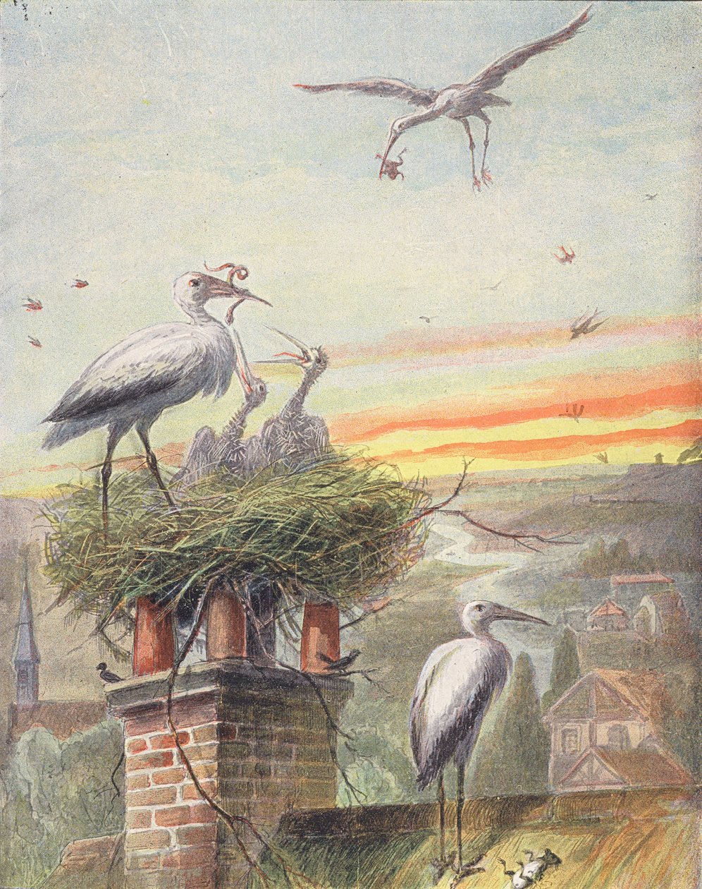 Nid de cigognes (lithographie couleur) - French School