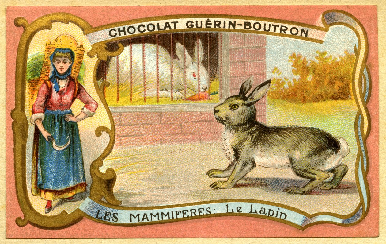 Publicité chromolithographique des chocolats Guérin Boutron, Mammifères, Le lapin en cage et sauvage, garenne - French School