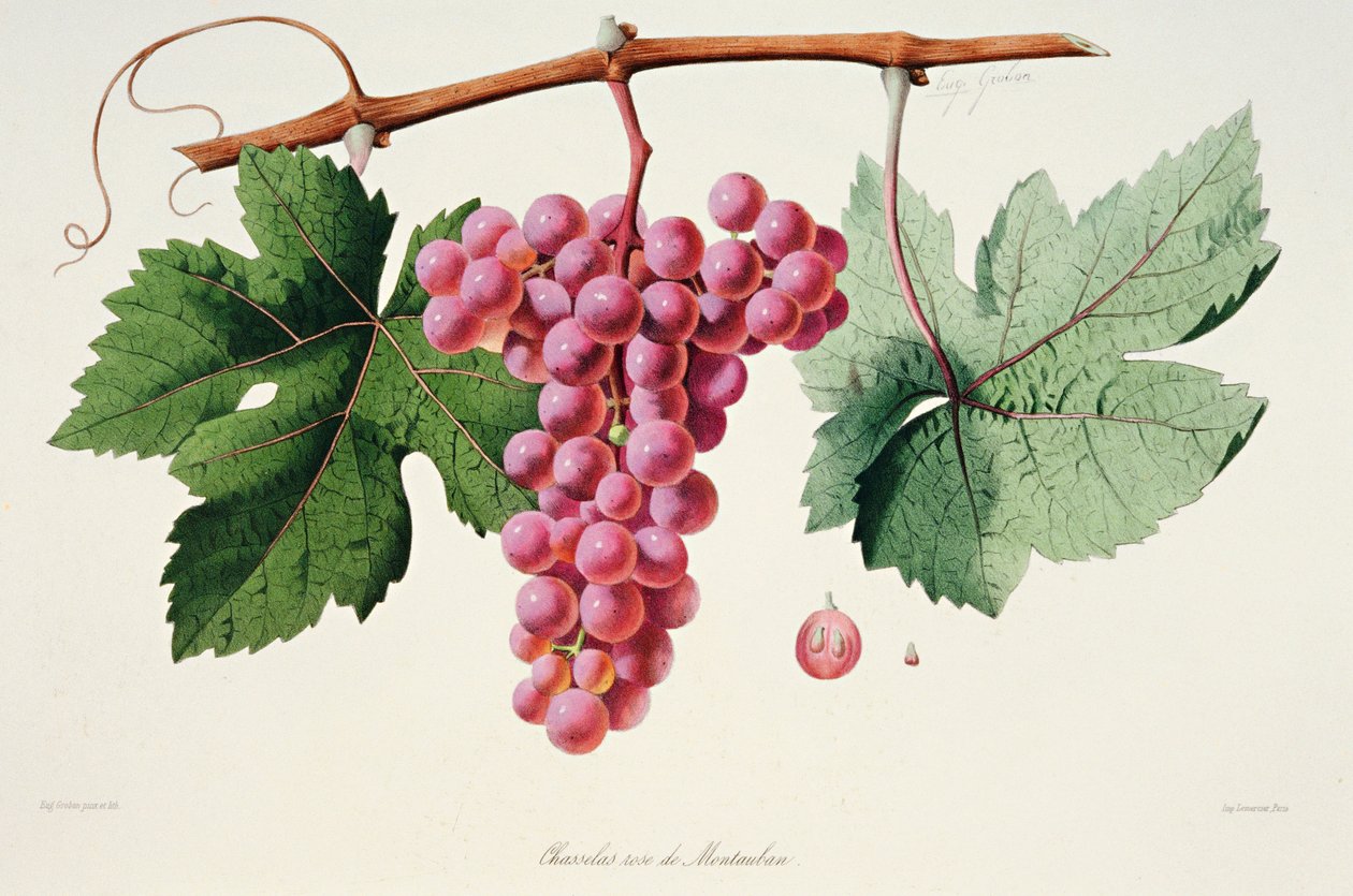 Ampelography, Grape Chasselas Rose de Montauban Auvergne - French School