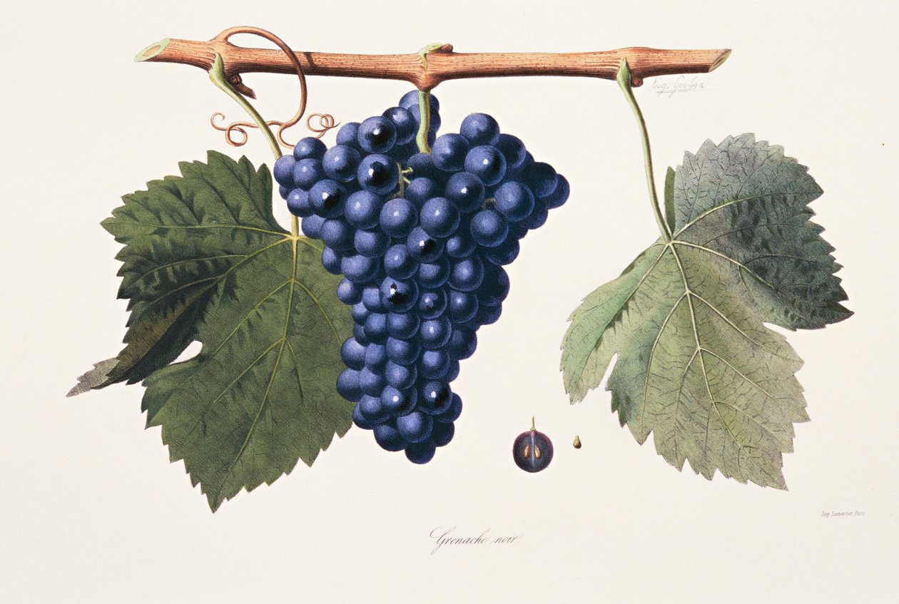 Ampelography, Grape Grenache Cotes du Rhone - French School