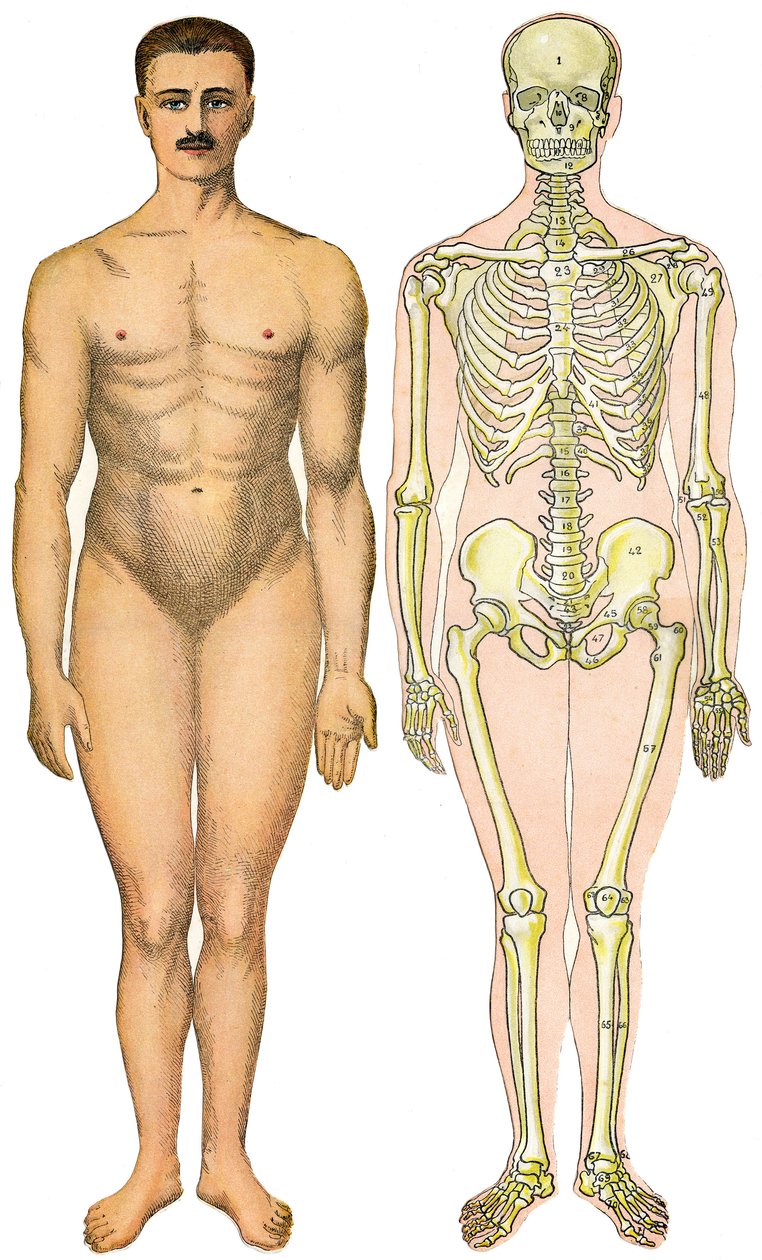 Feuille anatomique pliable de la Nouvelle Encyclopédie Pratique de Médecine et d