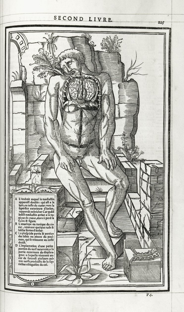 Illustration anatomique, 1546 - French School