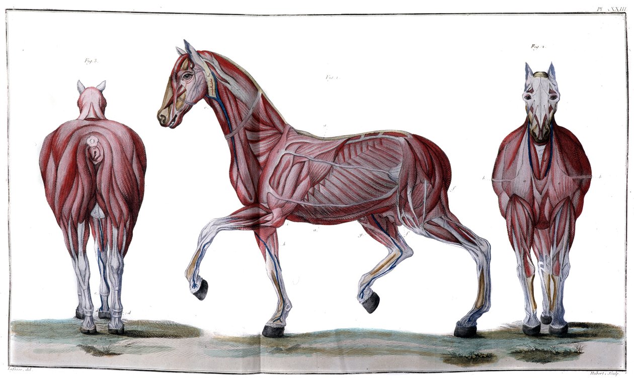 Anatomie du cheval : écorché, face et profil - "Cours d