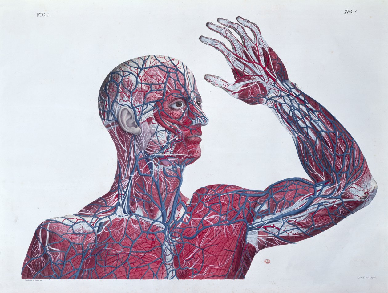 Anatomie de la tête et du bras humain, d