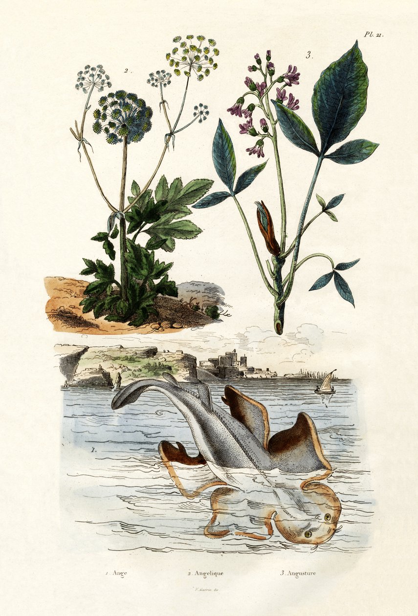 Ange de mer, 1833-39 - French School