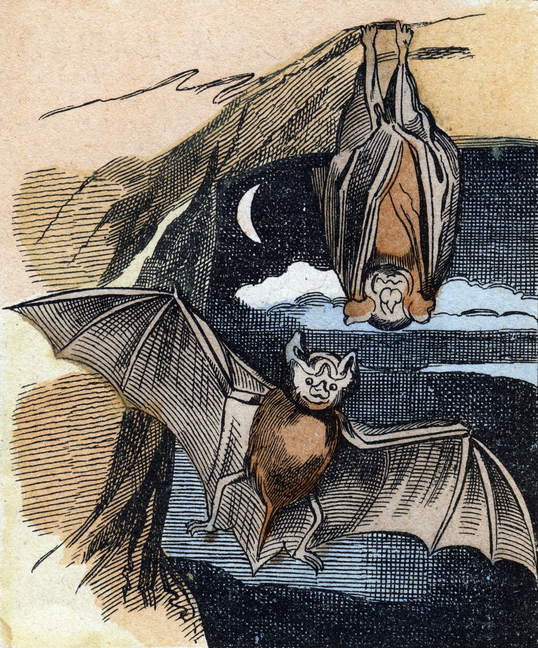 Chauve-souris. Gravure dans "Buffon Alphabet des Oiseaux n° 1". 3e Série n° 1. Imagerie d