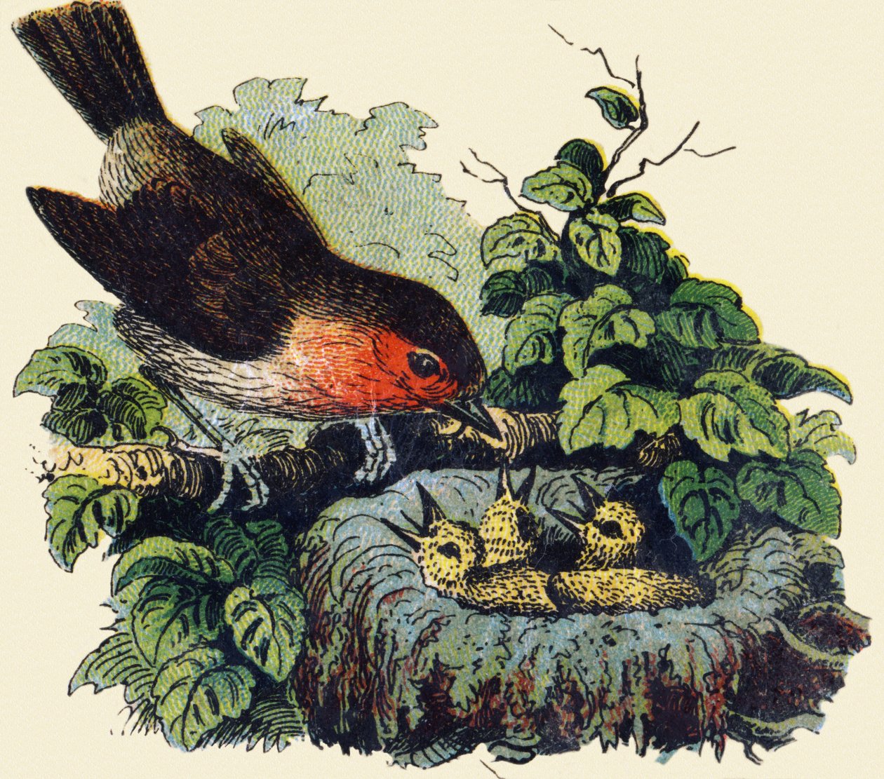 Oiseau et poussins dans un nid. Gravure dans "ABC indéchirable sur toile vernie". A. Capendu, éditeur, Paris, fin XIXe siècle. Librairie enfantine illustrée. - French School