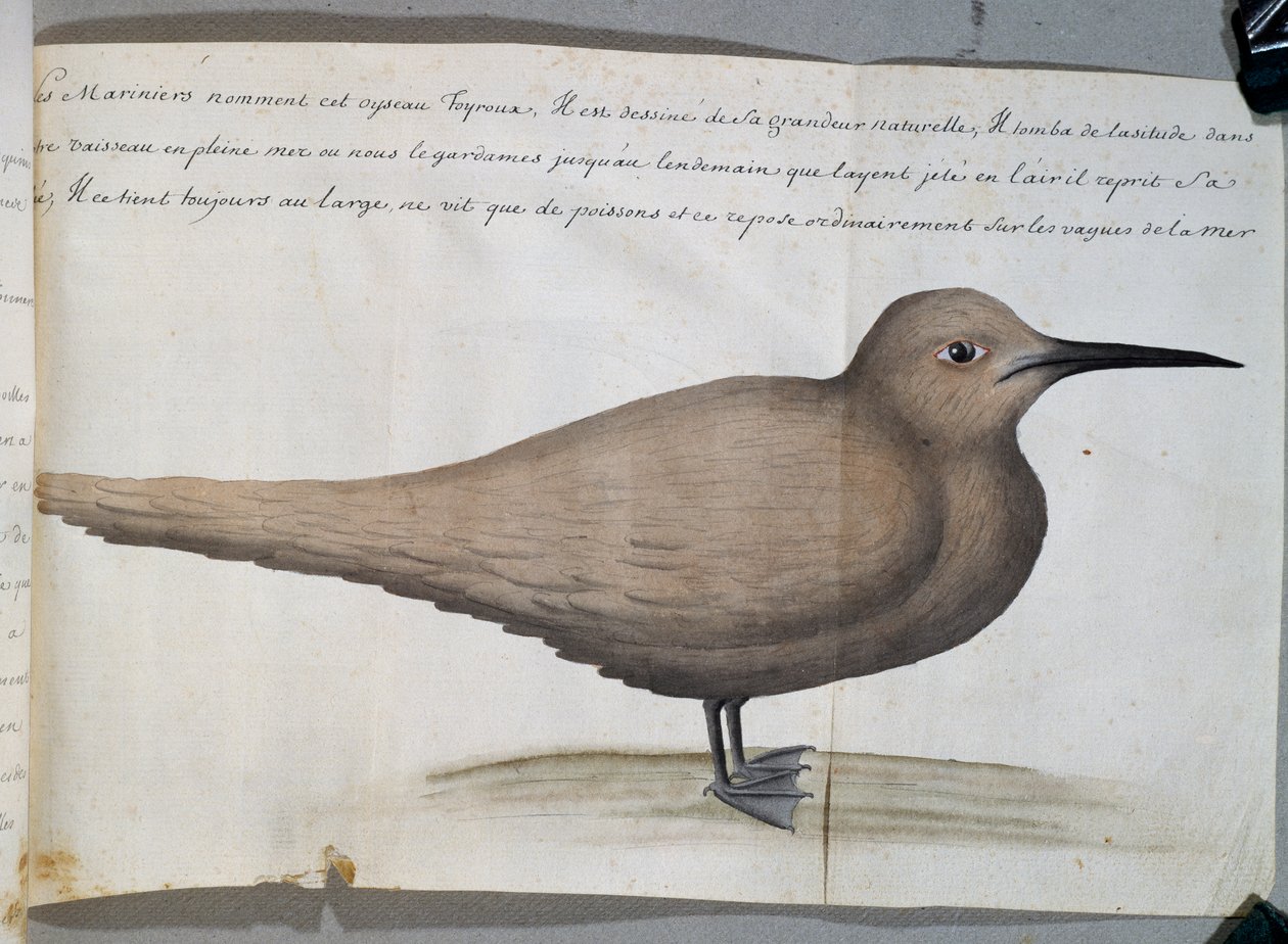 Oiseau appelé Foyroux (Sterne), Cap Frio, Brésil, aquarelle du journal de bord de Jacques Gouin de Beauchesne, capitaine de la Compagnie royale de la Mer du Sud, de 1698 à 1701, France - French School