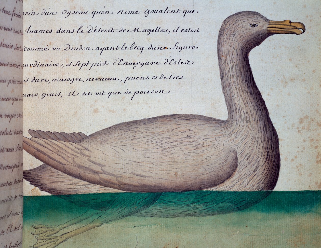 Oiseau appelé Goualent, détroit de Magellan, aquarelle du journal de bord de Jacques Gouin de Beauchesne, capitaine de la Compagnie royale de la Mer du Sud, de 1698 à 1701, France - French School