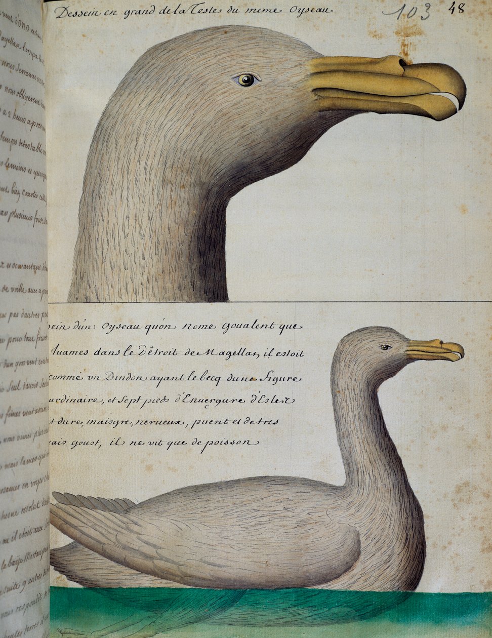 Oiseau du détroit de Magellan, aquarelle du journal de bord par Jacques Gouin de Beauchesne (1652-1730), capitaine de la Compagnie royale de la Mer du Sud, de 1698 à 1701, France - French School