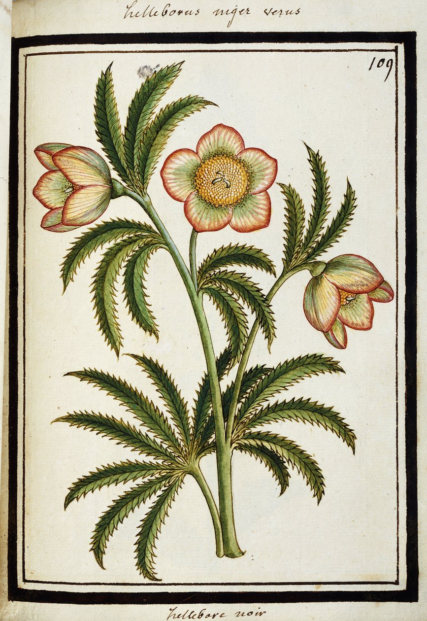 Hellébore noir, c.1700 - French School