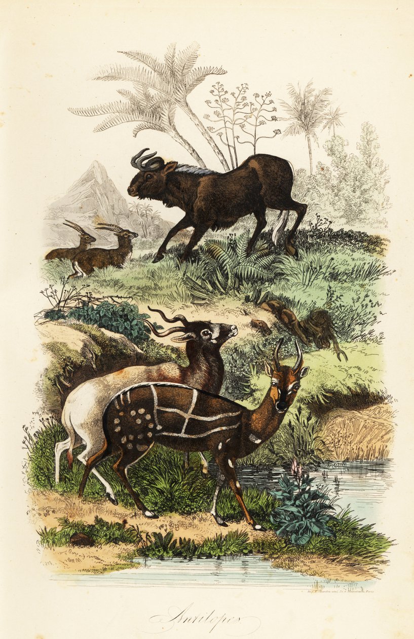 Gnou noir, Connochaetes gnou, addax ou antilope à vis, Addax nasomaculatus, et guib harnaché ou kewel, Tragelaphus scriptus - French School