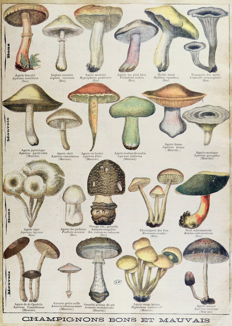 Planche botanique représentant 
