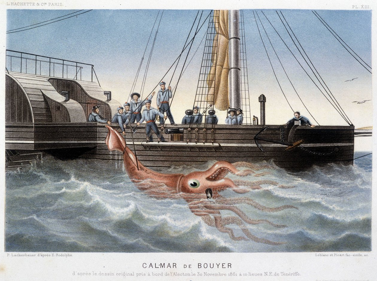 Calmar de Bouyer - dans « Le monde de la mer » par Alfred Fredol, Hachette, Paris - French School