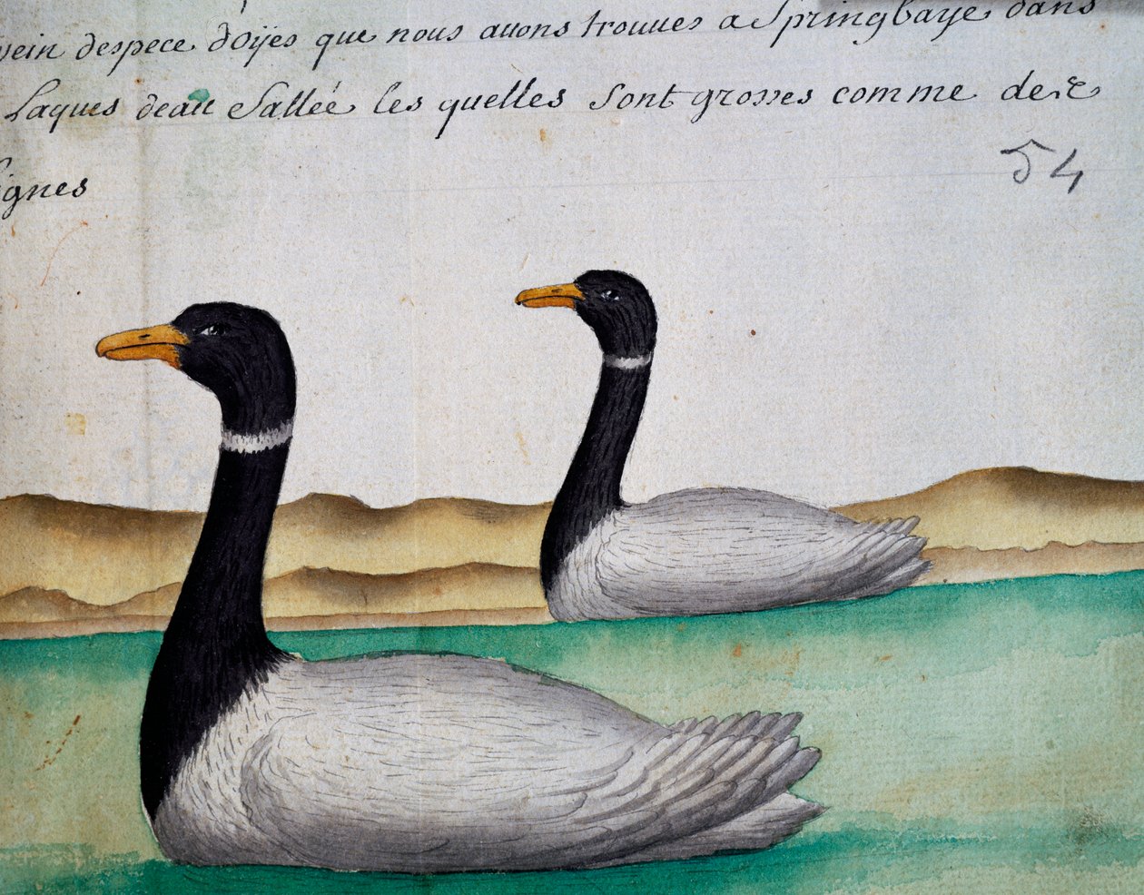 Bernaches du Canada, Springbaye, région des lacs salés, aquarelle du journal de bord - French School