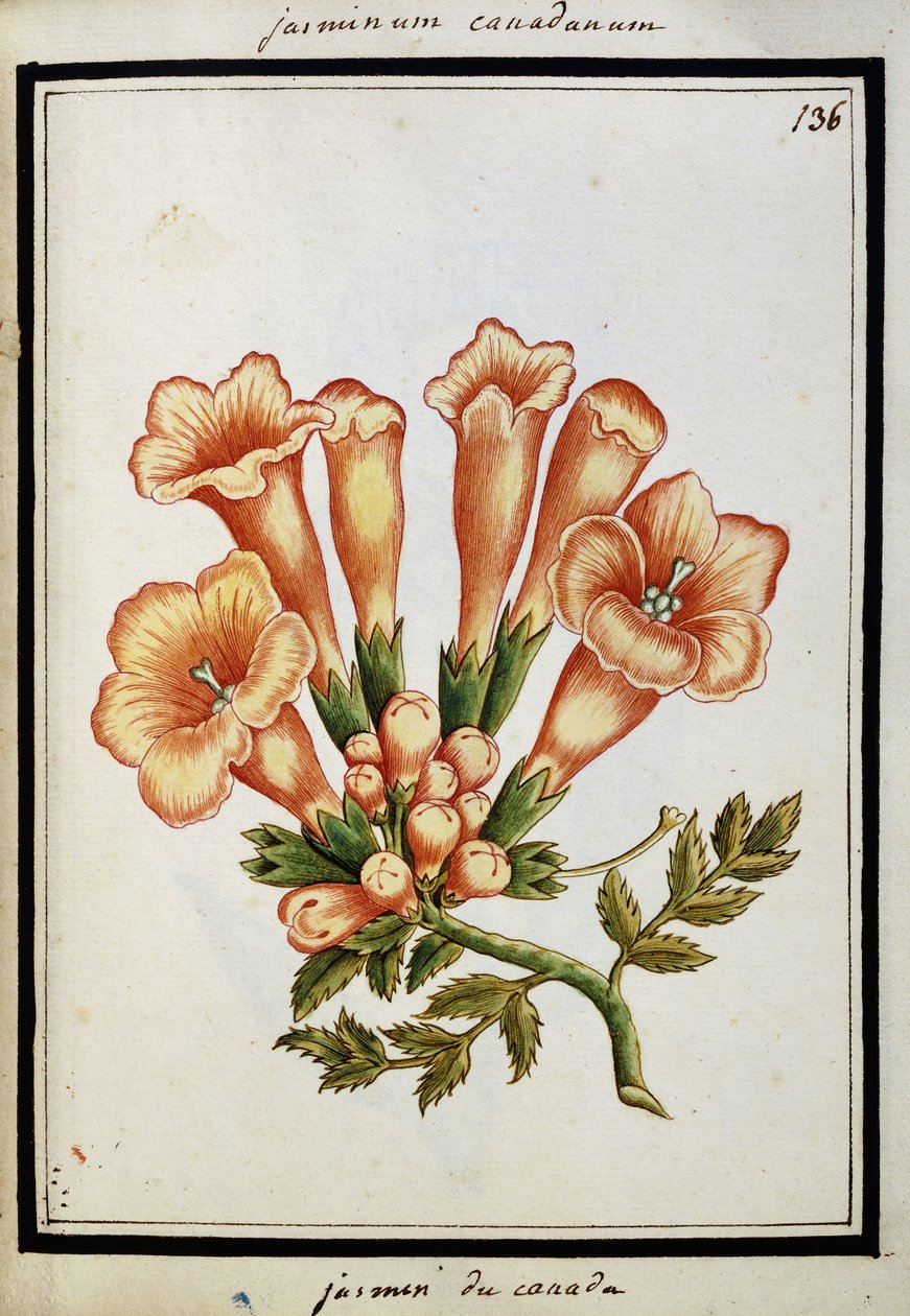 Jasmin canadien, vers 1700 - French School