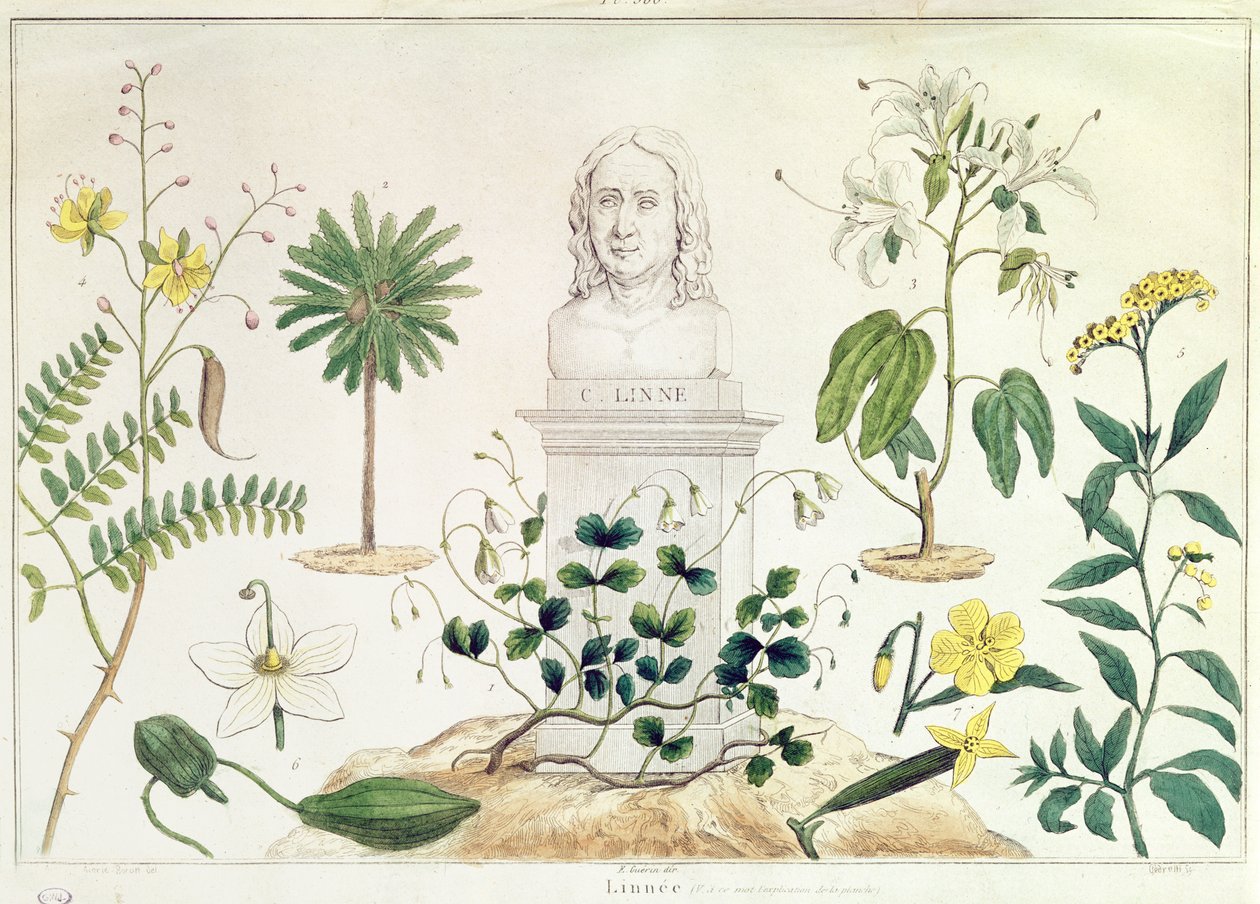 Carl von Linné (1707-78) entouré de certaines des plantes qu