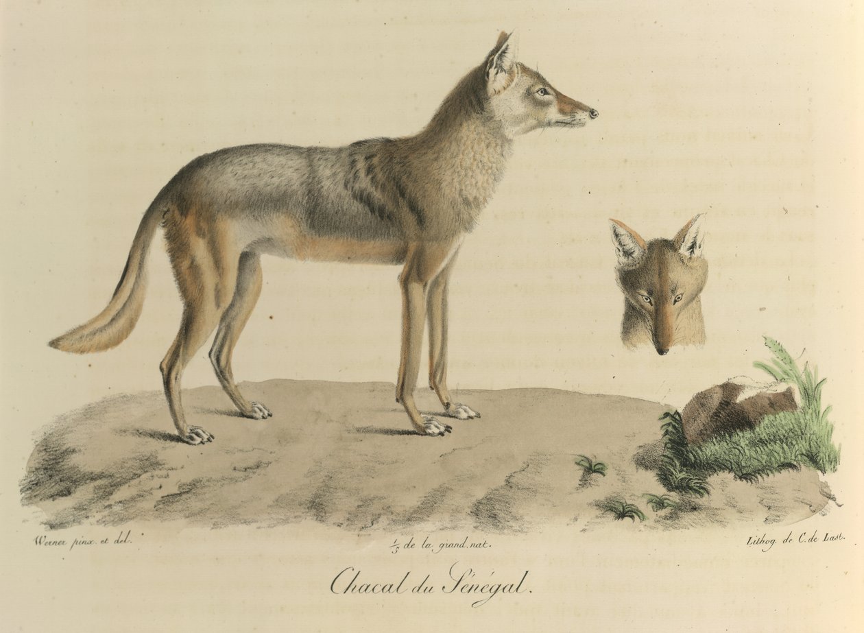 Chacal du Sénégal, de Histoire Naturelle des Mammifères - French School