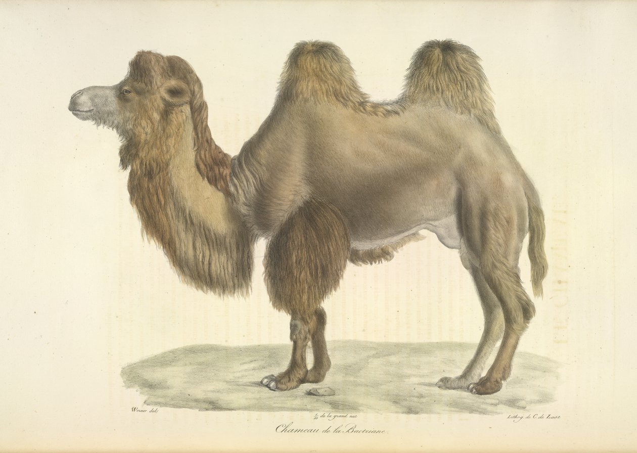 Chameau de la Bactriane, de Histoire Naturelle des Mammifères - French School