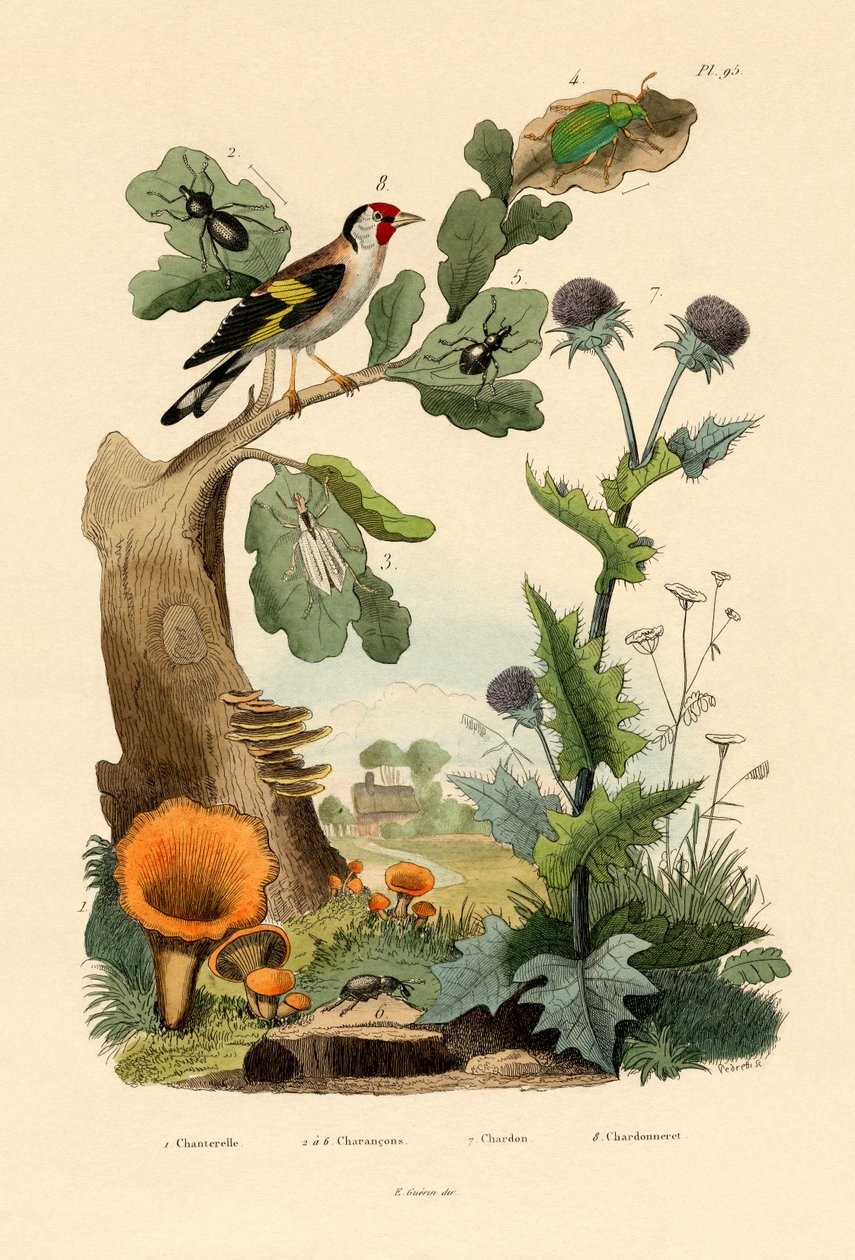 Chanterelle, 1833-39 - French School