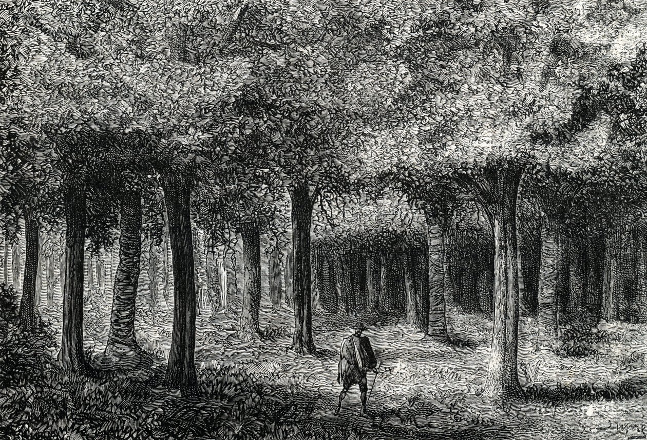 Forêt d