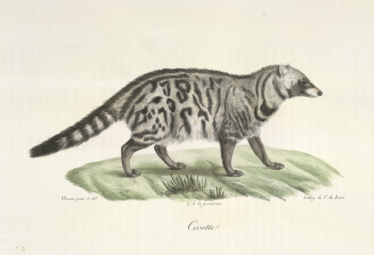 Civette, de Histoire Naturelle des Mammifères - French School