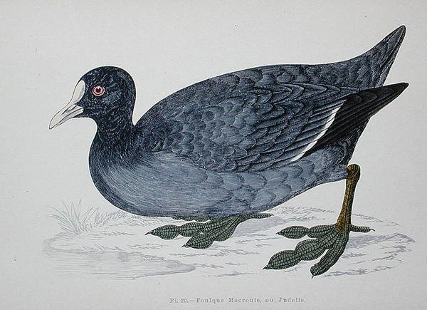 Foulque macroule, 2ème moitié du 19ème siècle - French School