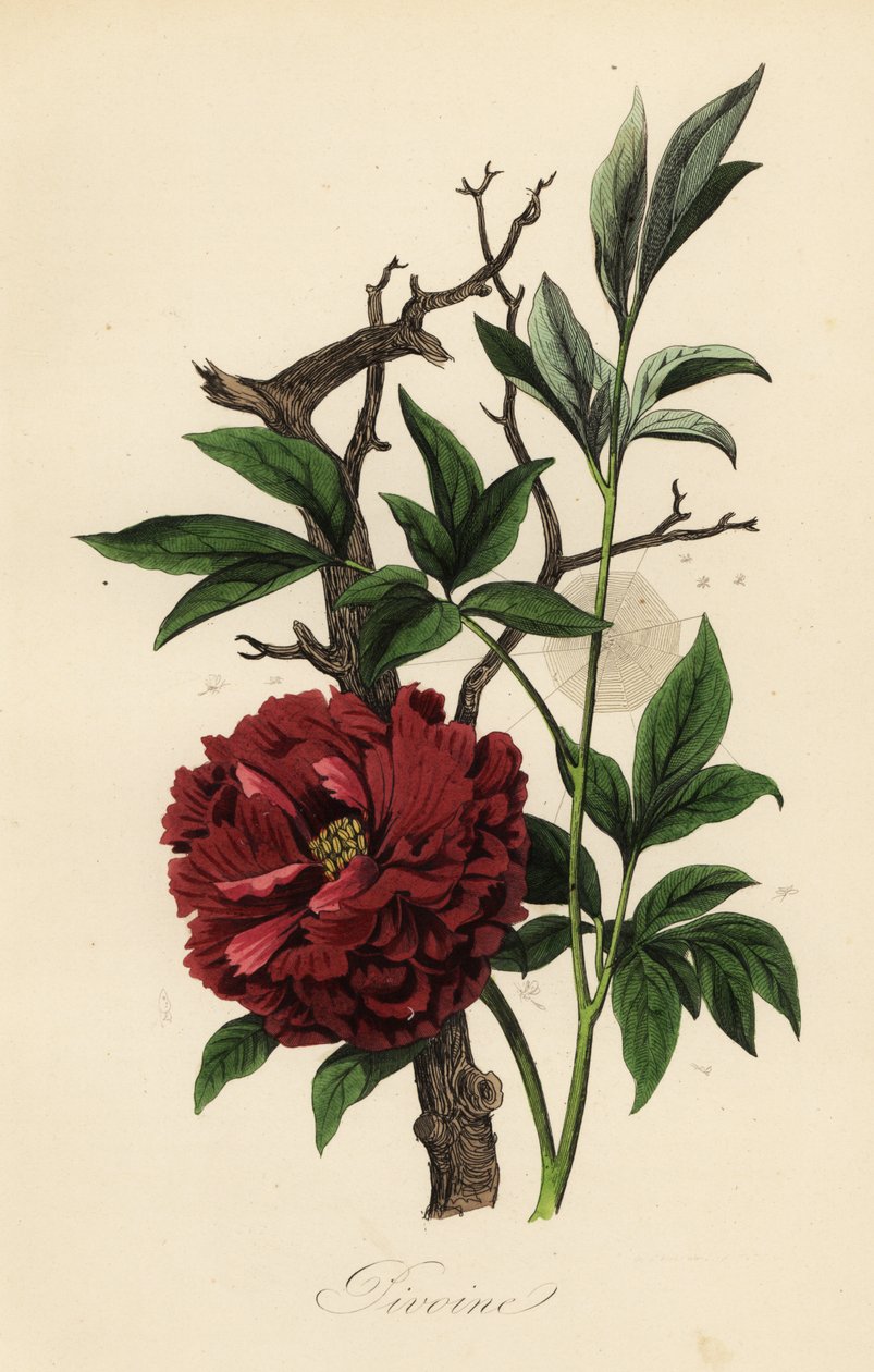 Pivoine commune, Paeonia officinalis, avec toile d