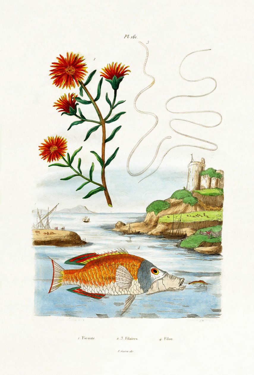 Plante de glace de Hardy - French School