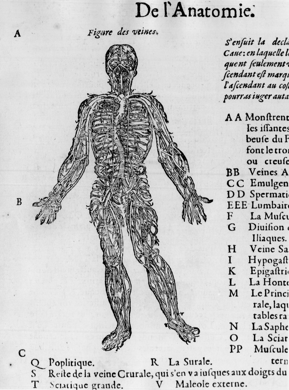 Dissection du corps humain : le système sanguin, les veines. -dans « Traité Médical » par Ambroise Paré, vers 1560 - French School
