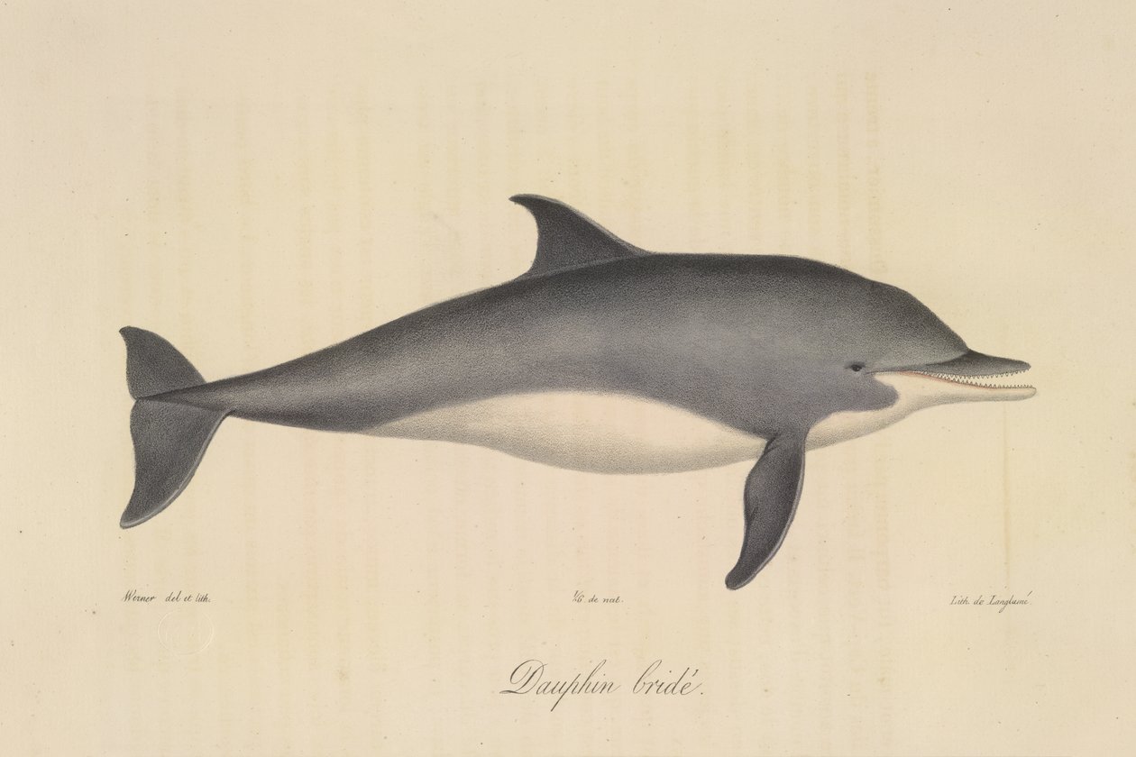Dauphin bridée, de Histoire Naturelle des Mammifères - French School