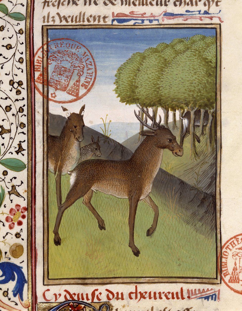 Cerfs et biches - dans « Livre de chasse de Gaston Phébus, comte de Foix, seigneur de Béarn » - French School