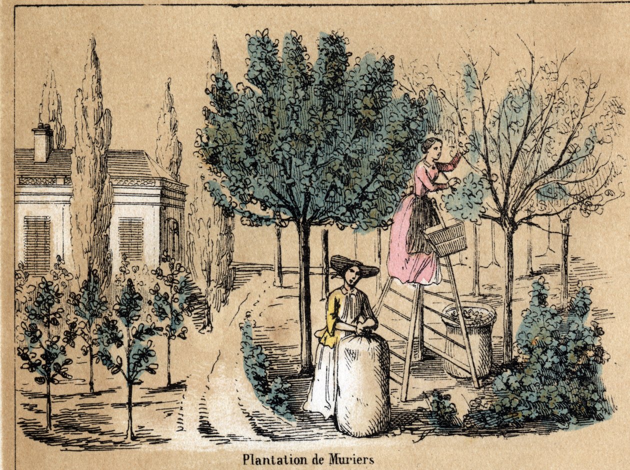Description de la culture et des produits de la soie : plantation de muriers. Planche "La soie" dans "Les Récréations instructives" peinture synoptique de Jules Delbruck, gravure de 1860. Collection privée. - French School