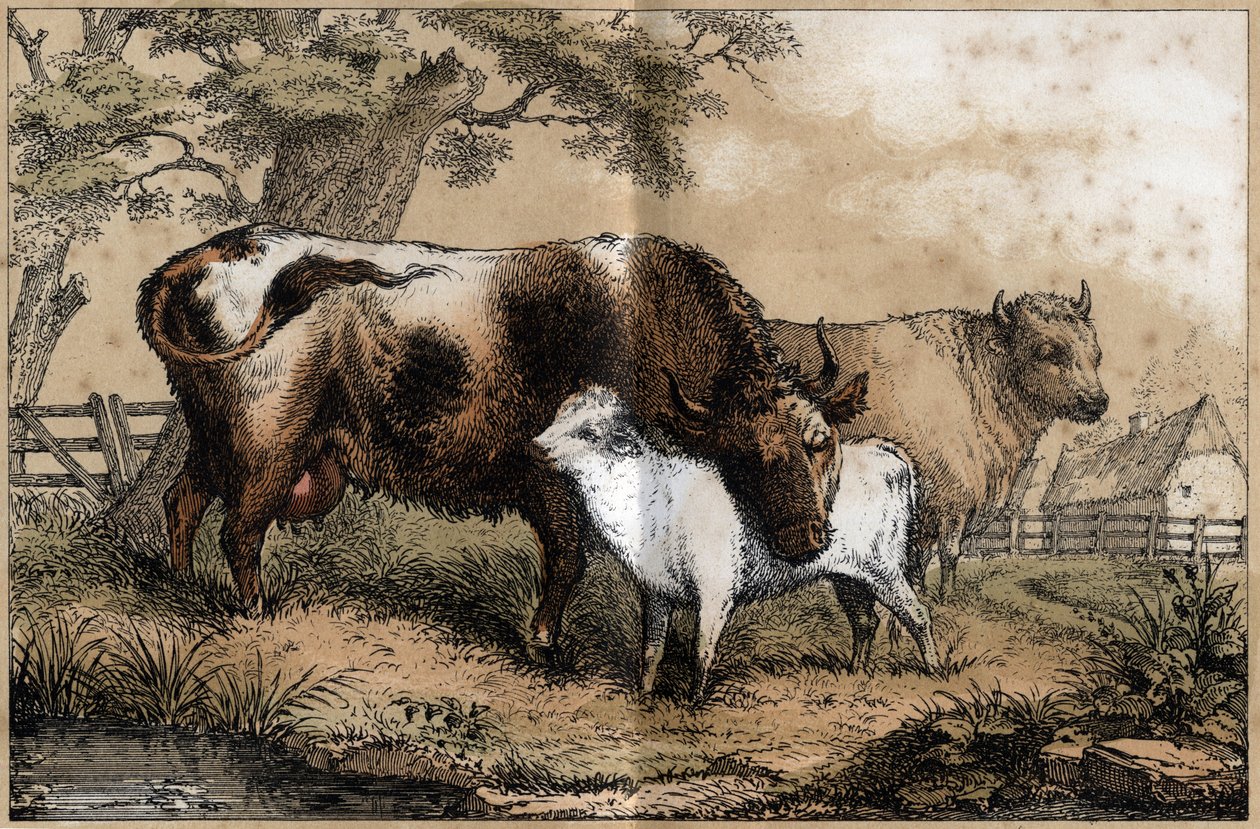 Description des différents produits et usages de la vache : vache, veau dans un pré. Planche "La vache et ses produits" dans "Les Récréations instructives" peinture synoptique de Jules Delbruck, gravure de 1860. Collection privée. - French School