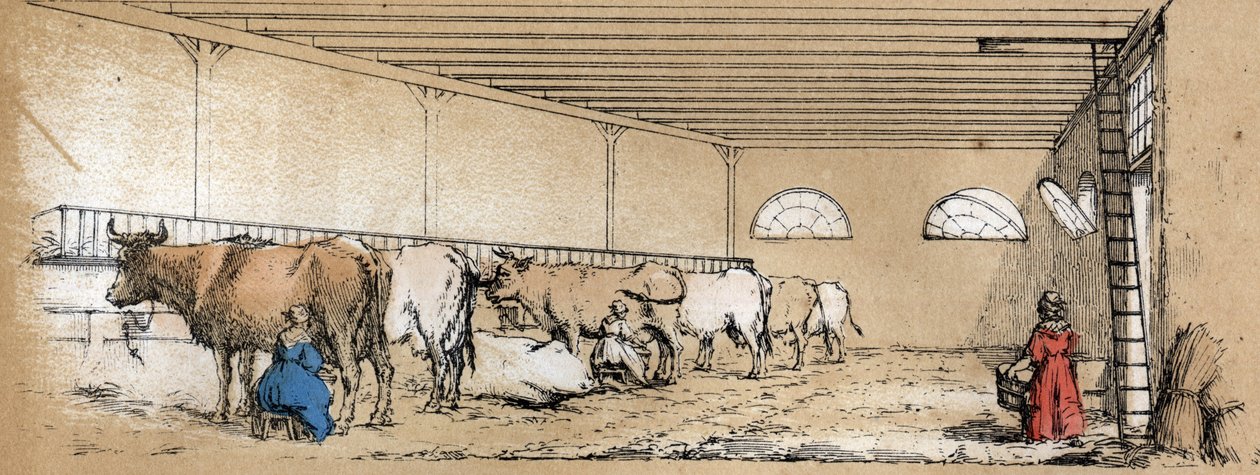 Description des divers produits et usages de la vache : traite et production de lait de vache, vue d