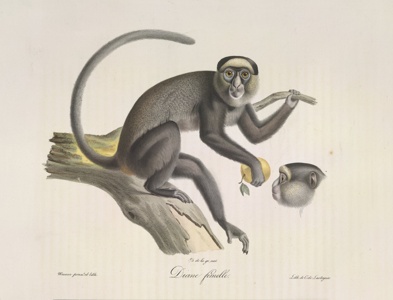 Diane femelle, de Histoire Naturelle des Mammifères - French School