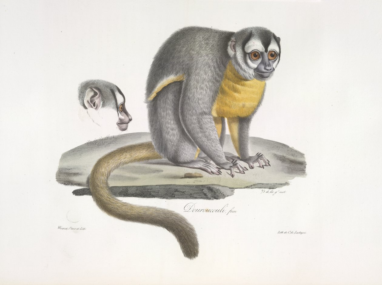 Douroucouli ou singe de nuit - Aotus trivirgatus, tiré de Histoire Naturelle des Mammifères - French School