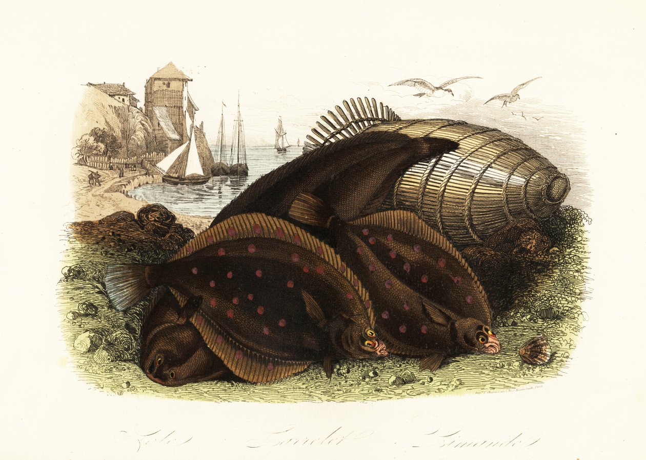 Sole commune, Solea solea, plie d
