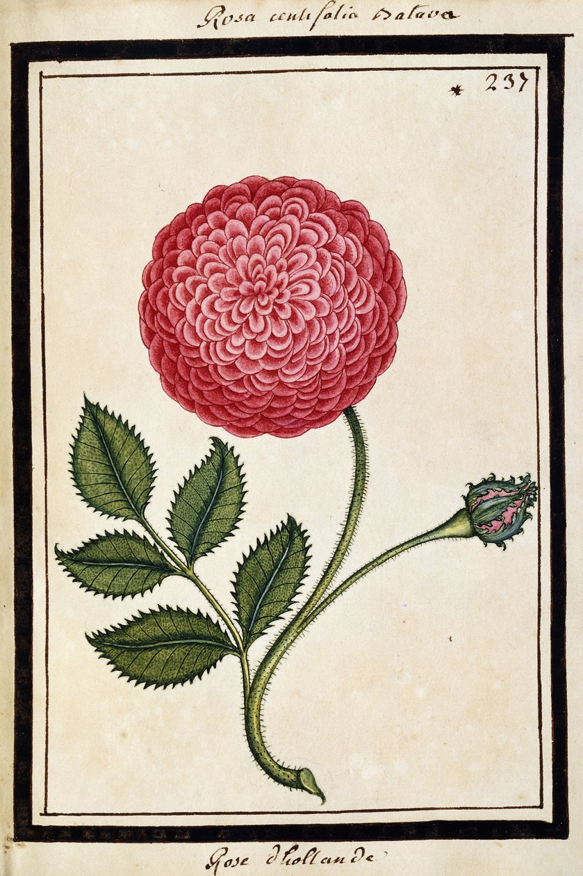Rose hollandaise, vers 1700 - French School