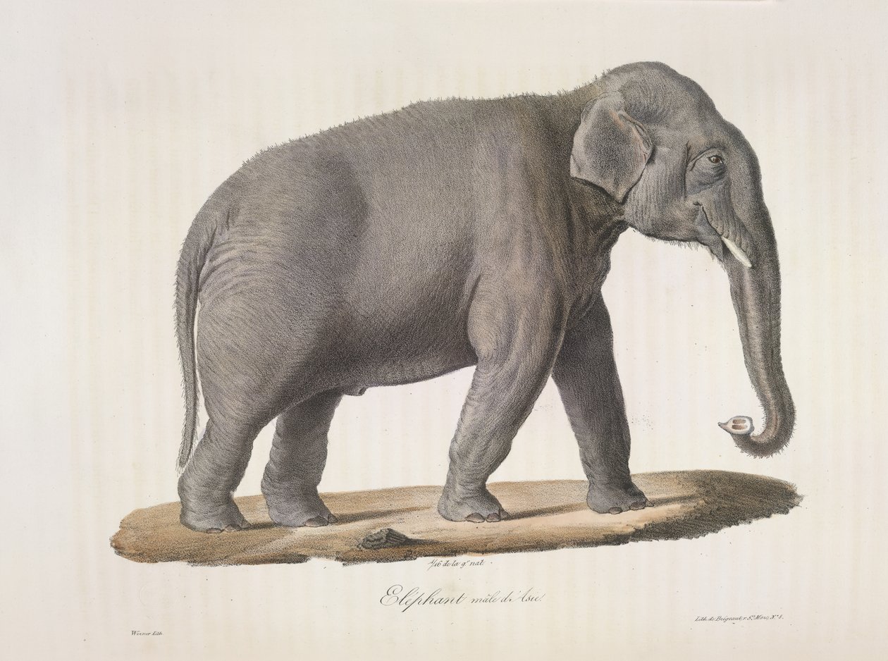 Éléphant mâle d