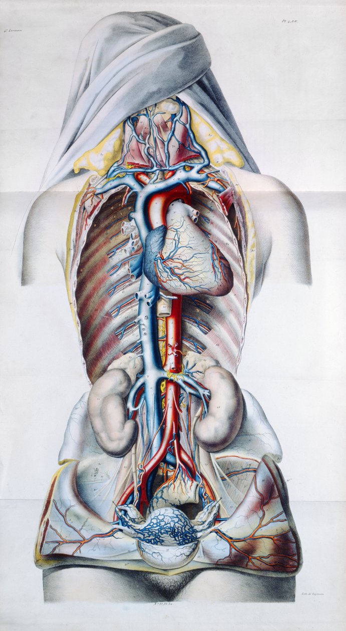 Exanthèmes, de Traité Théorique et Pratique des Maladies de la Peau par Pierre François Olive Rayer 1835 - French School
