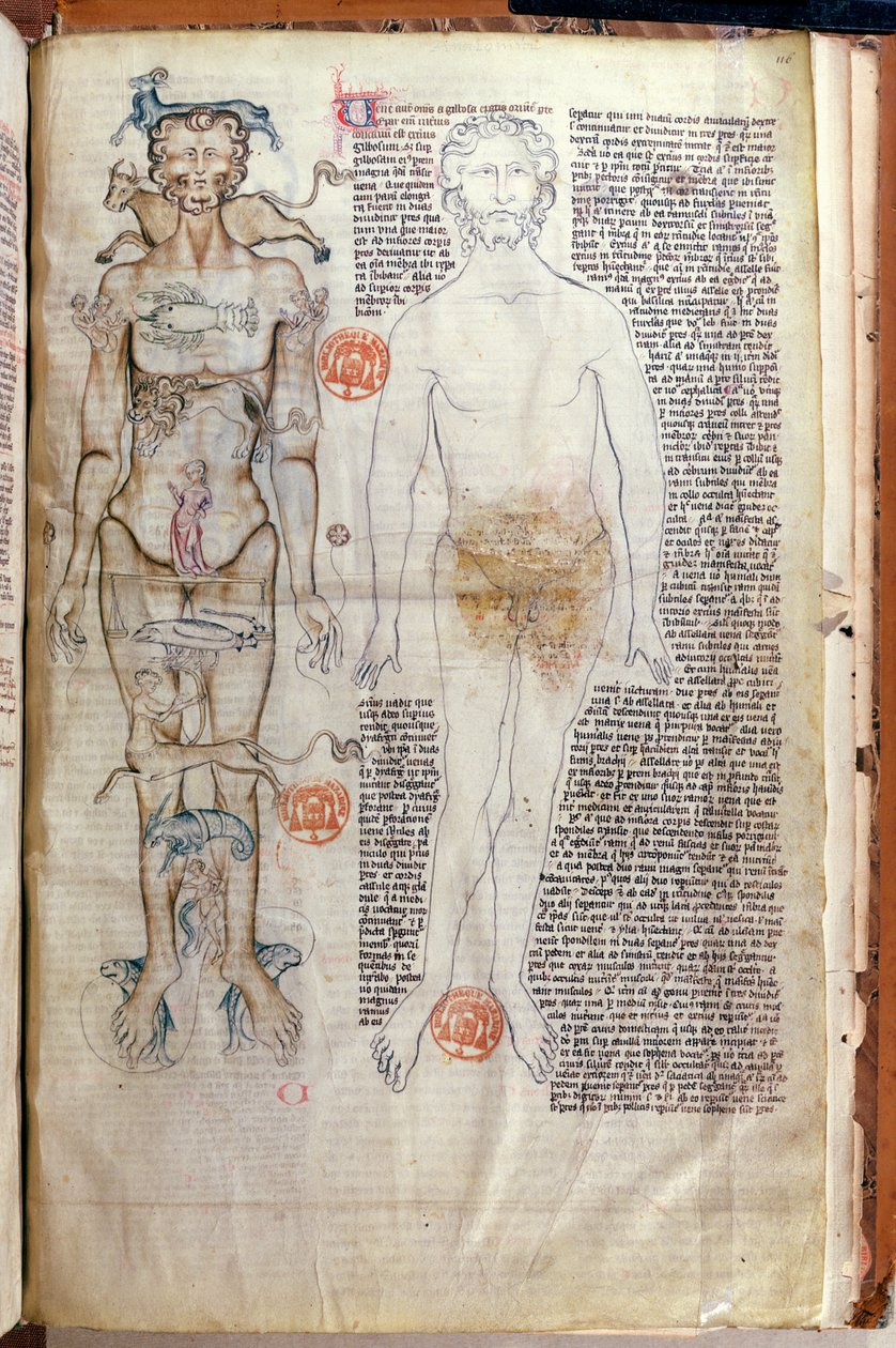 F.116v La relation entre le corps humain et les signes du zodiaque, d
